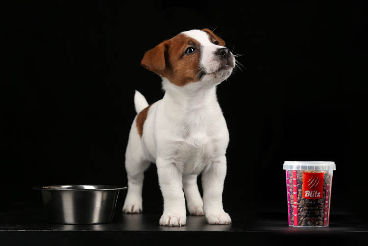 Какое количество сухого корма нужно для щенка?