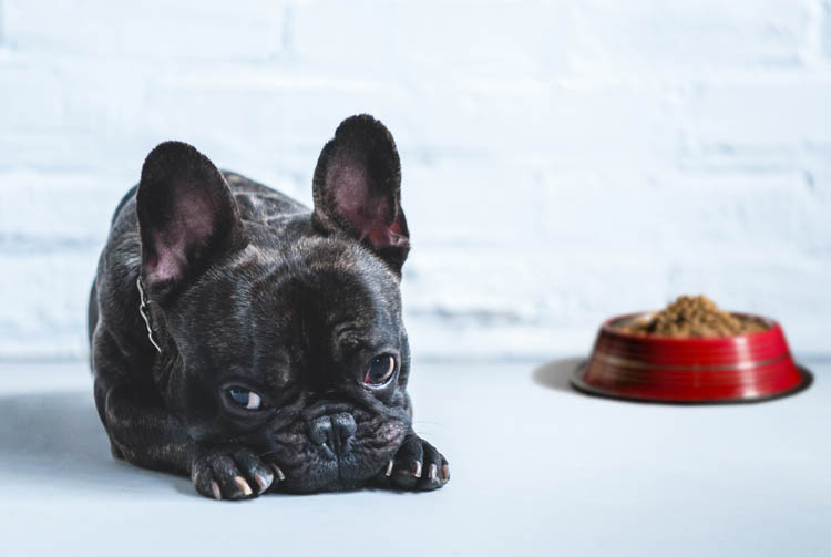 Понос от сухого корма — основные причины