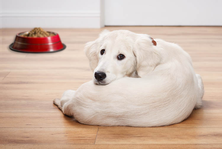 Понос у щенка от сухого корма, основные причины