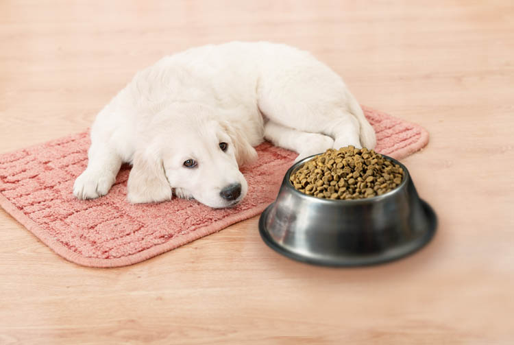 Щенок не ест сухой корм