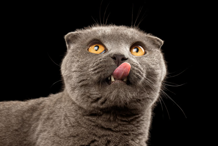 Чем кормить кота кроме сухого корма?