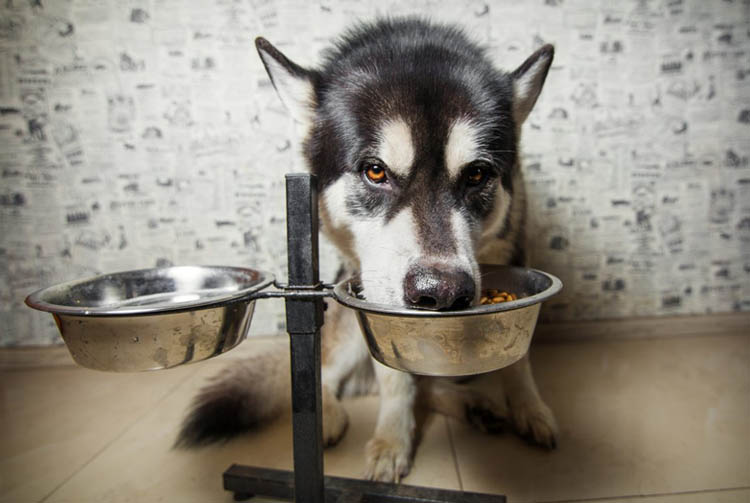 Миска для сухого корма — какую выбрать?