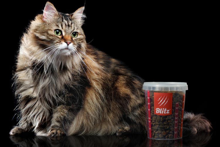 Норма сухого корма для кота