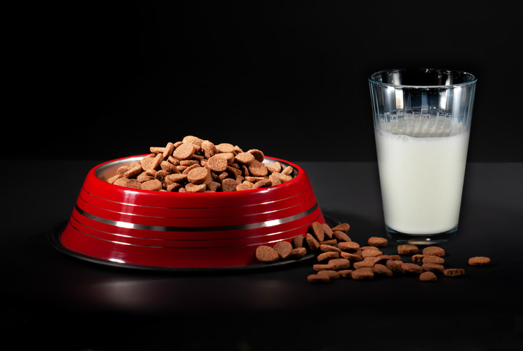 Можно ли сочетать сухой корм и молоко?