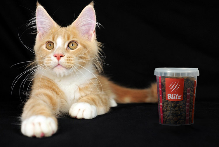 Норма сухого корма для котят