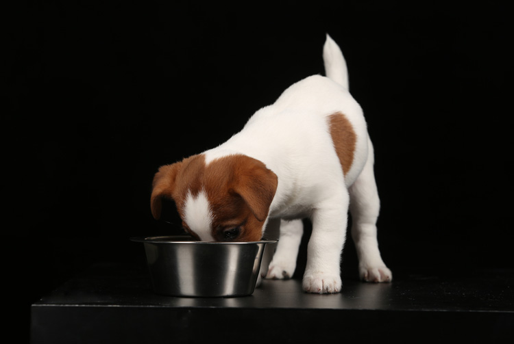 Питание щенка сухим кормом
