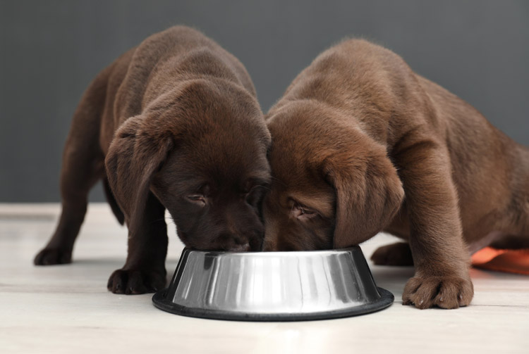 Питание щенков сухими кормами: основные правила