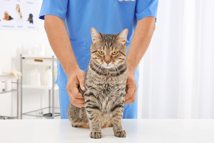 Почему у кота бывает понос от сухого корма?