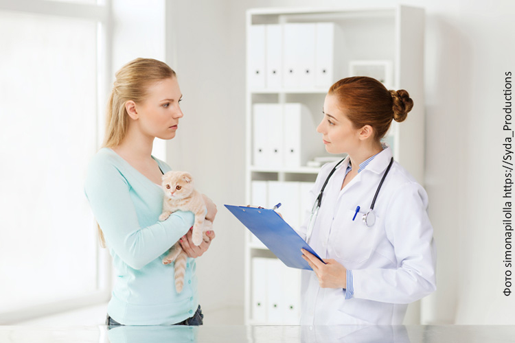 Болезни от сухого корма — миф или реальность?