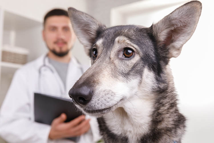 Что такое аллергия на сухой корм и как с ней бороться?