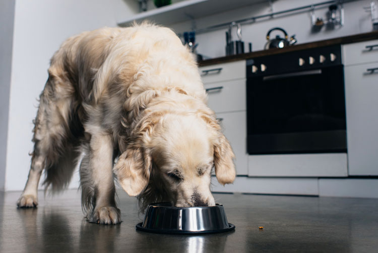 Чем определяется качество сухих кормов для собак?