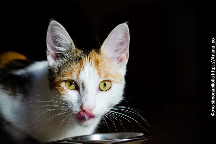 Как определить качество сухих кормов для кошек?