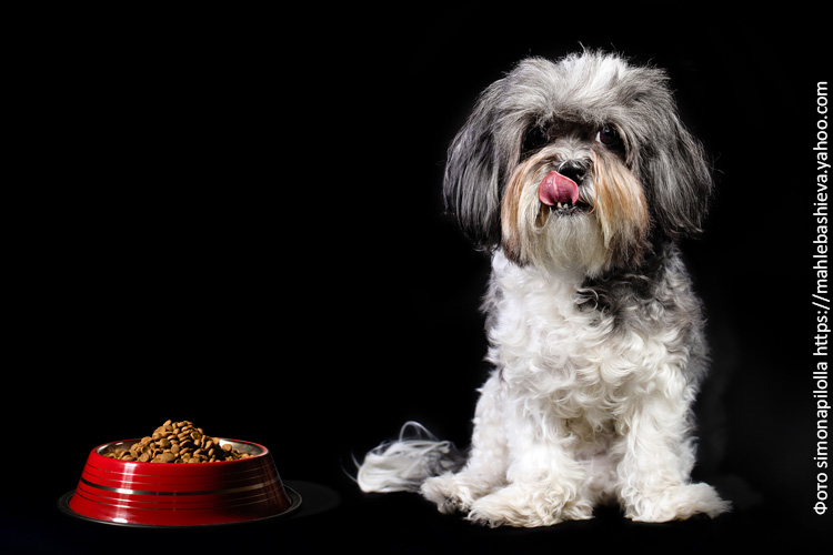 Чем кормить собак, кроме сухого корма?