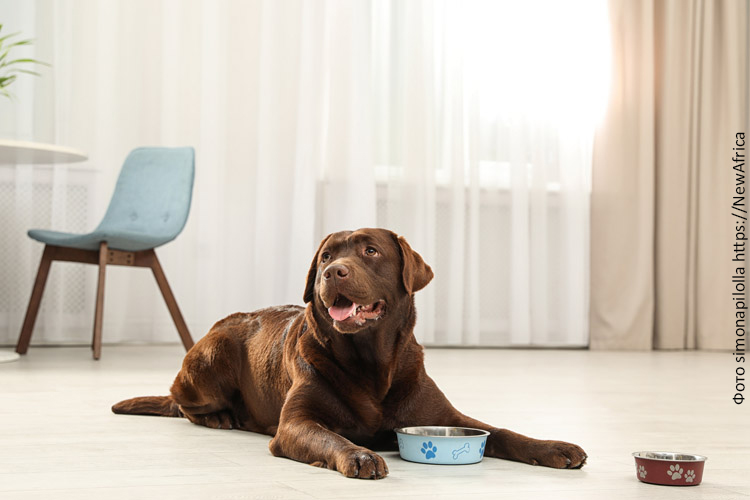 Кормление собак сухим кормом и натуральной пищей