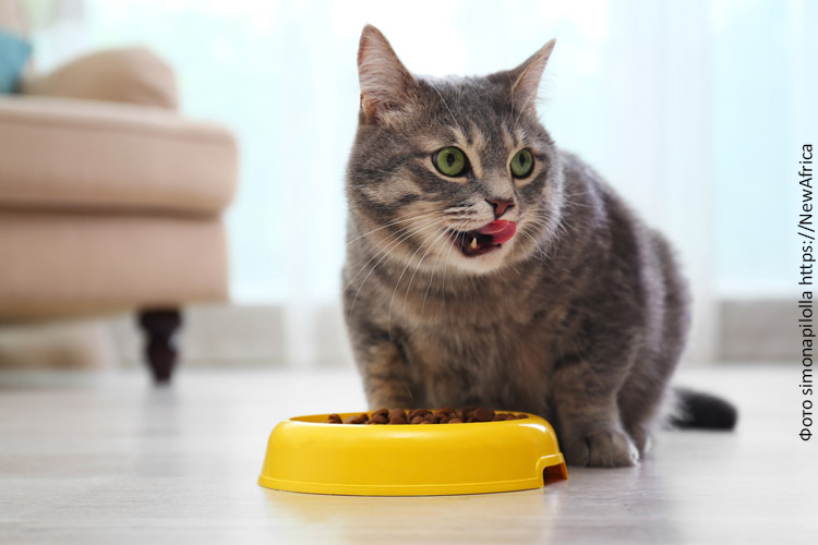 Нужен ли кошкам сухой корм?