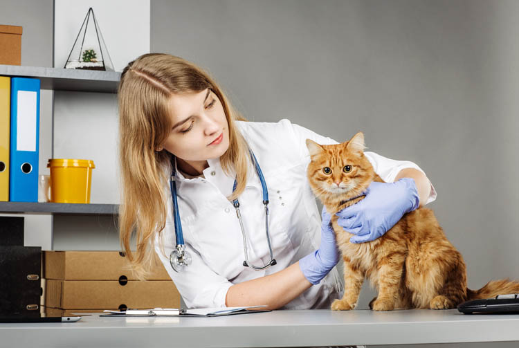 Почему бывает жидкий стул от сухого корма?