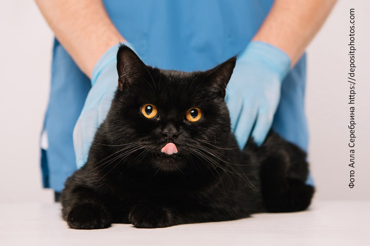 Почему кота рвёт после сухого корма: причины и профилактика