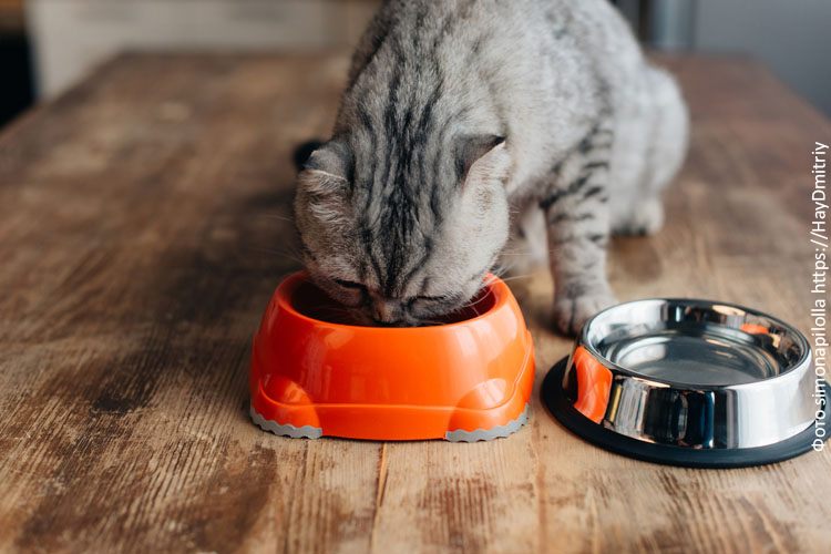 Полезный сухой корм для кошек