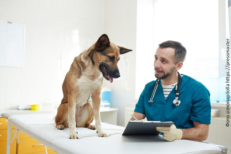 Сухие корма: плюсы и минусы