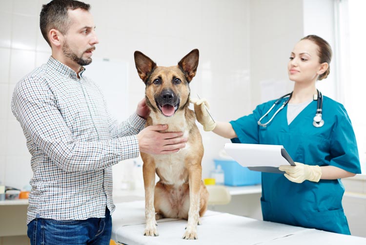 Запор от сухого корма: причины и профилактика