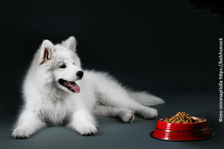 Как найти сухой корм для питомца