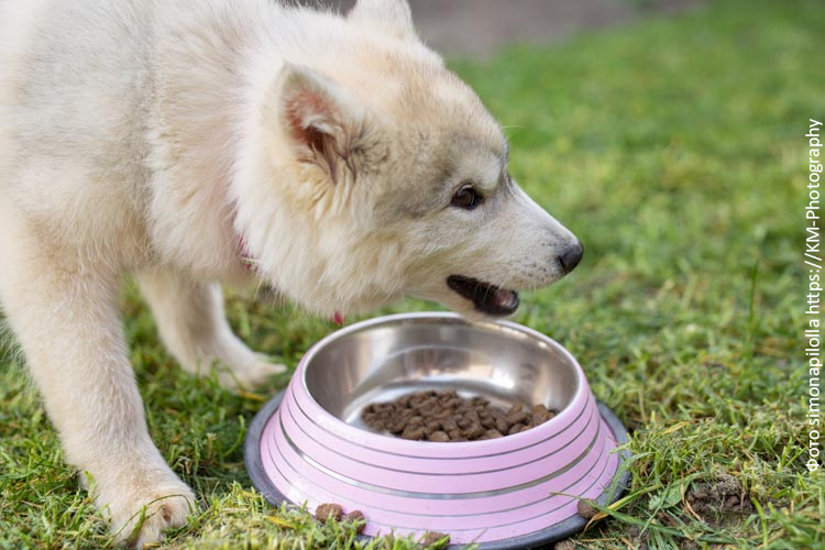 Каким должен быть сухой корм для собак юниоров?
