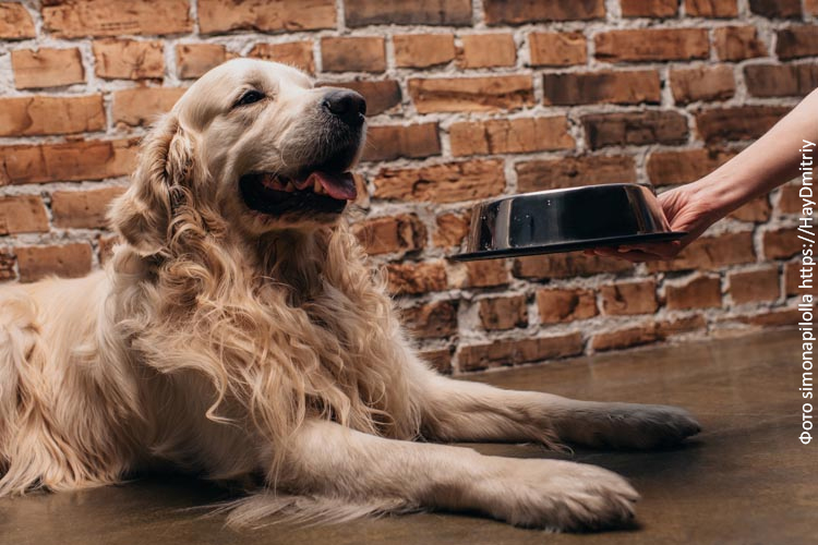 Кормление сухим кормом: рацион собаки