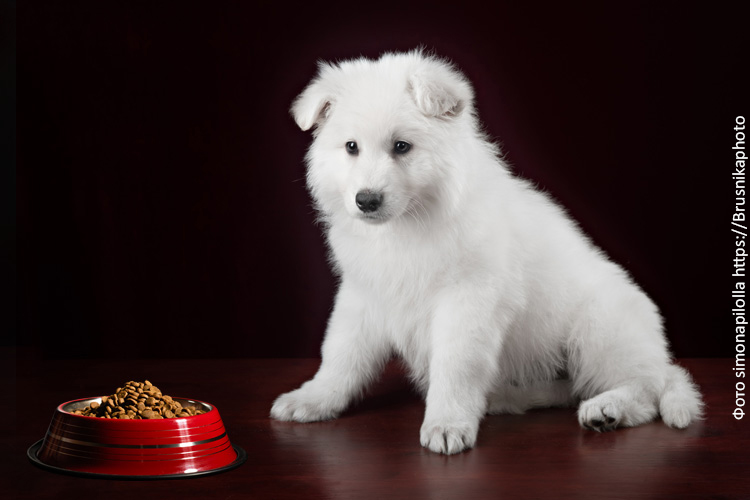 Переход щенка на сухой корм