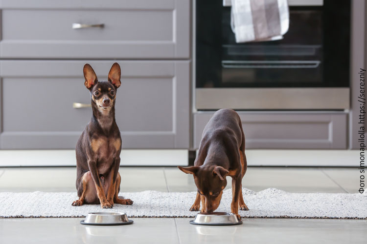 Чем кормить собаку, натуралкой или сухим кормом?