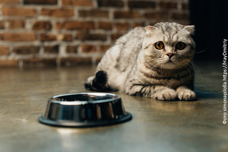 Чем кормить кота — «натуралкой» или сухим кормом?