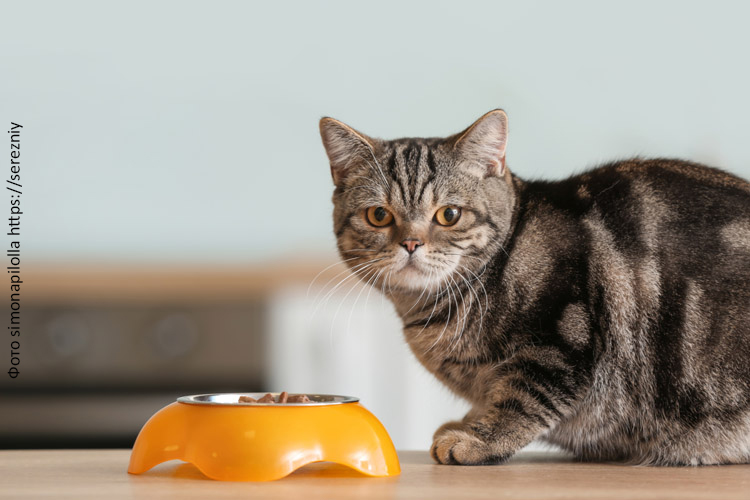 Как правильно сочетать сухой корм и консервы для кошки?