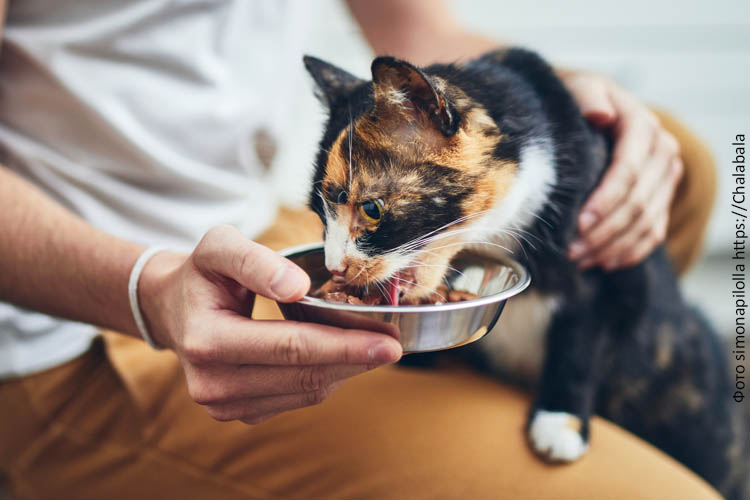 Каким должен быть влажный корм для кошек?