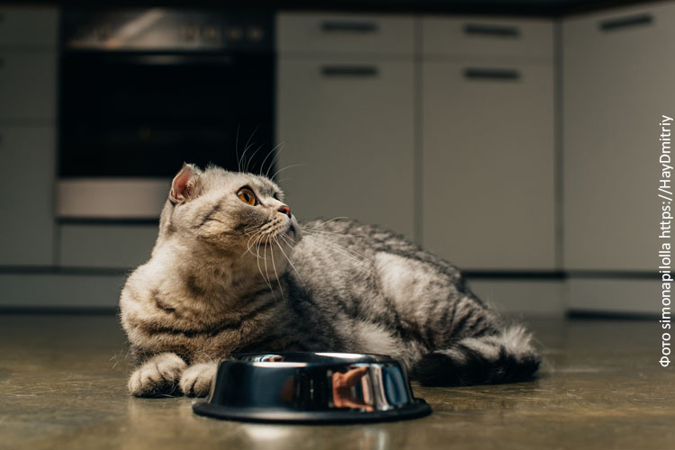 Кормим кошку разными сухими кормами, не вредно ли это?