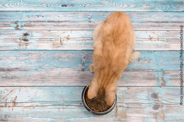 Питание кошек сухим кормом