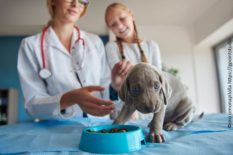 Прикорм щенка сухим кормом