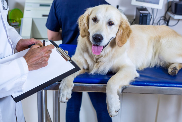 Собаку рвёт сухим кормом