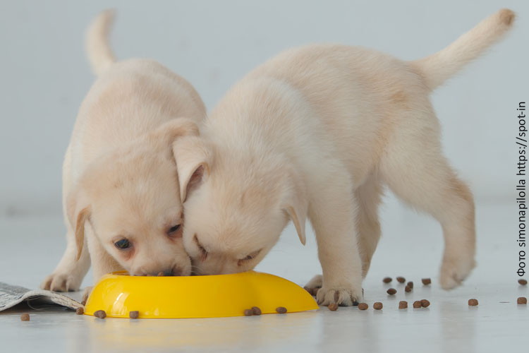 Чем кормить щенка: рацион питания и возрастные особенности
