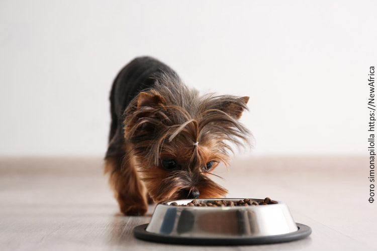 Правильный рацион питания собаки