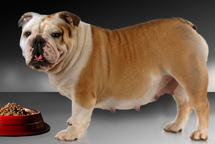 Рацион питания беременной собаки