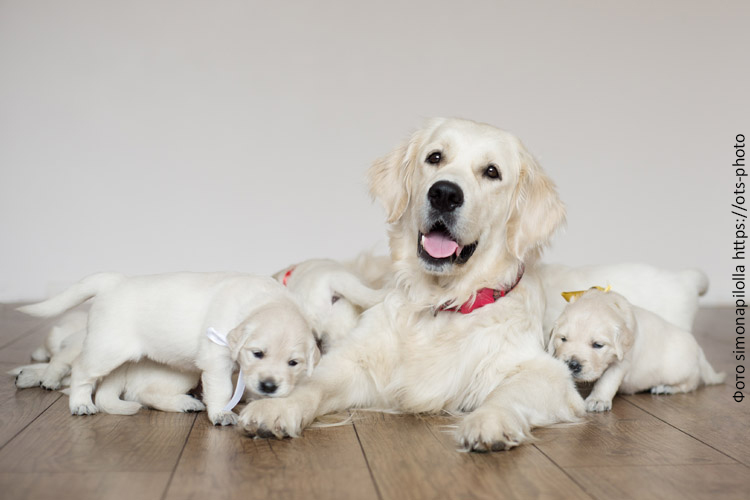 Рацион питания кормящей собаки