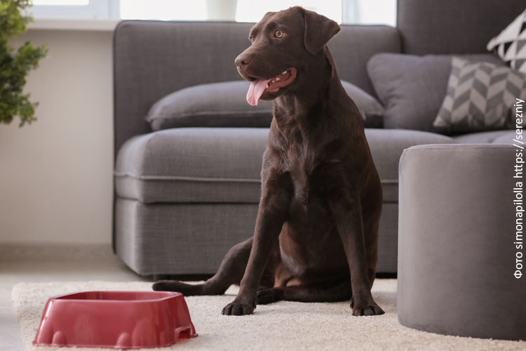 Рацион питания взрослой собаки