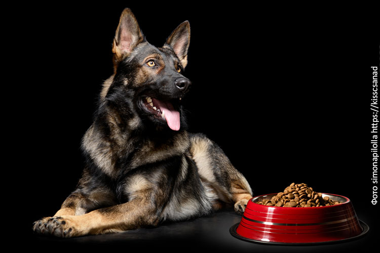 Рацион служебной собаки