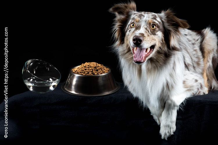 Из чего должен состоять правильный рацион собаки?