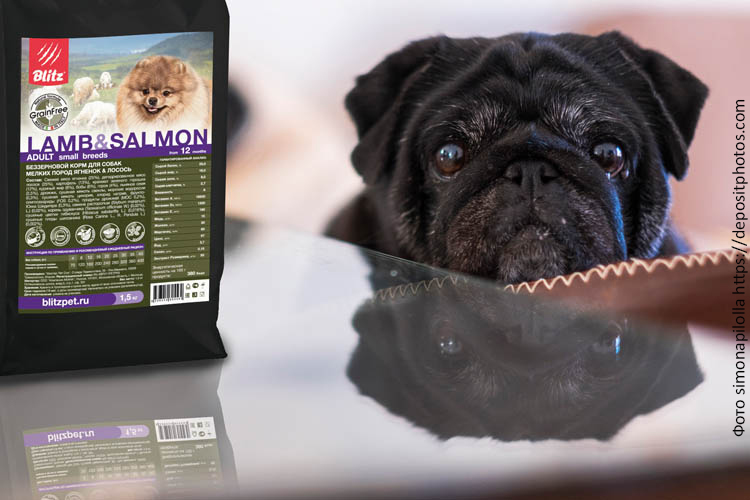 Рацион старых собак: потребности и нюансы