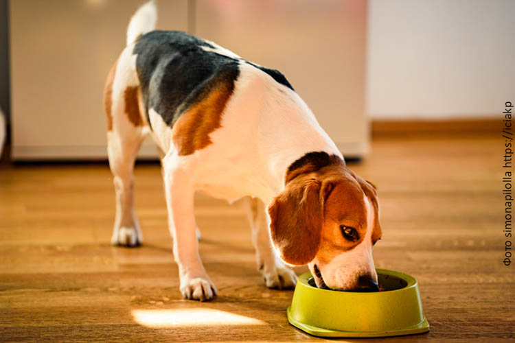 Рацион домашней собаки