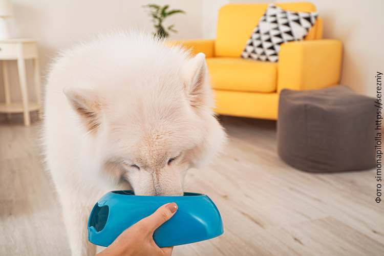 Рацион для собаки крупной породы