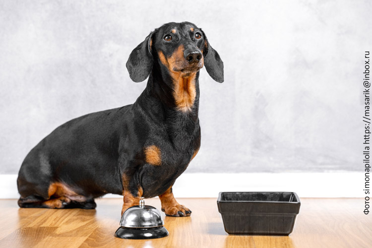 Рацион мелких собак: потребности и нюансы