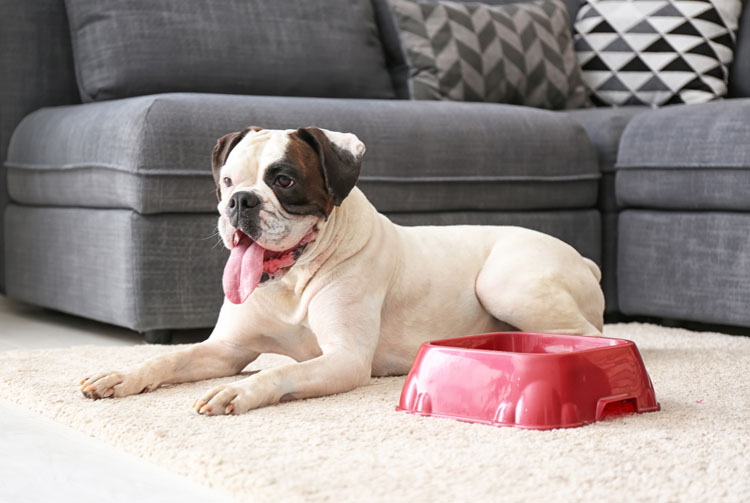 Рацион питания для собак средних пород