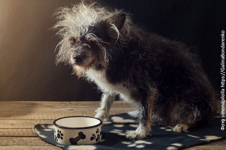 Рацион питания пожилой собаки