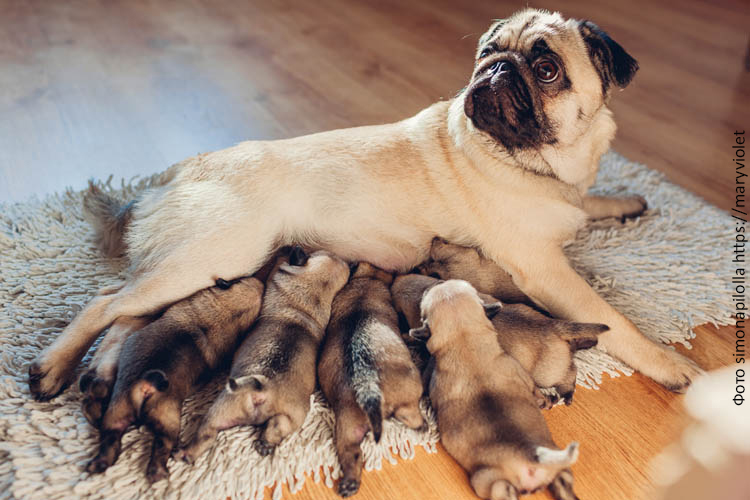 Рацион собаки после родов